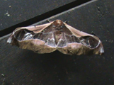 Holocerina angulata